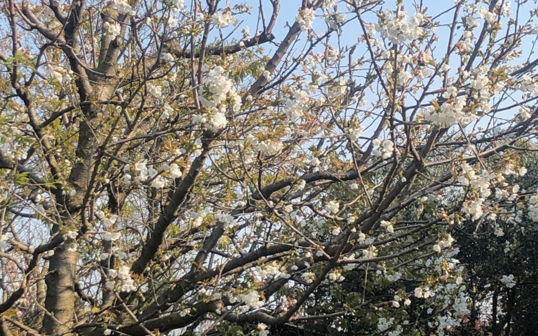 Senza Parole, un silenzio che racconta